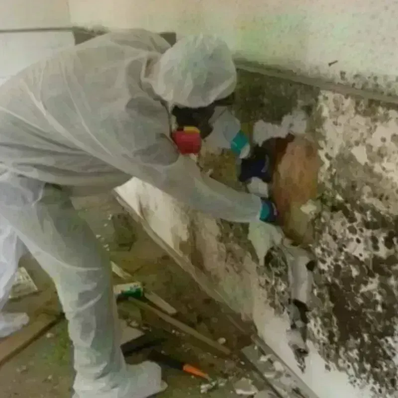 Mold Remediation and Removal in Louisville, KY